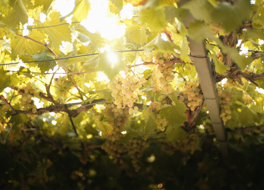 A warm hello from beautiful Burgundy