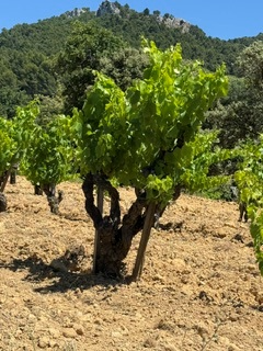 Celebrating 200 years of Vignobles Alain Jaume in Chateauneud du Pape